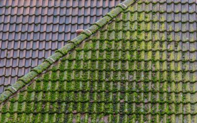 How To Deal With Moss On Your Roof